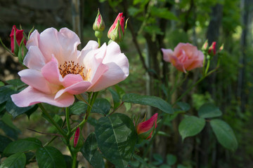 Flowers, Plants and Gardening in Luguria Italy