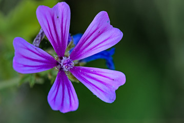 Viola