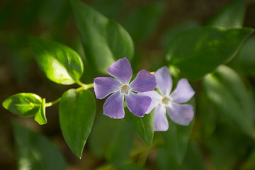 Flowers, Plants and Gardening in Luguria Italy