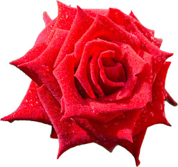 Red roses on a white background. with clipping path.