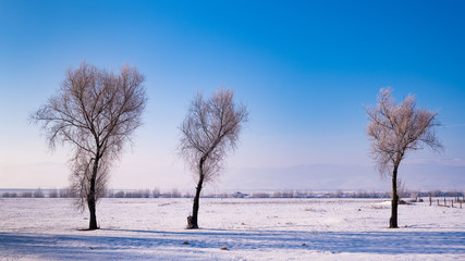 Fototapeta na wymiar birch tree in a cold winter landscape with snow and frost