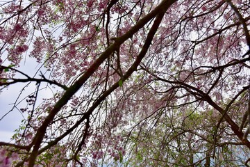 日本の奈良の満開の桜