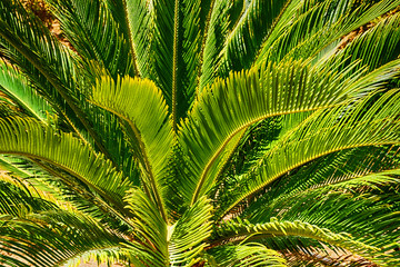 palm tree texture