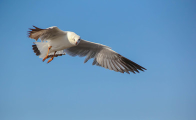 Seagull flying in the blue sky