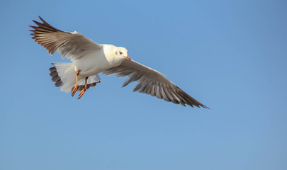 Seagull flying in the blue sky