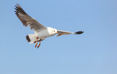 Seagull flying in the blue sky