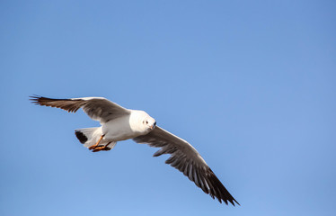 Fototapeta na wymiar Seagull flying in the blue sky