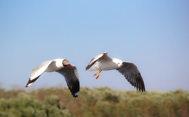 Seagull flying in the blue sky