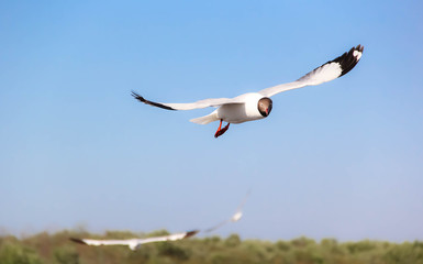 Seagull flying in the blue sky