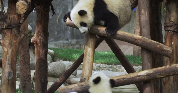 Two lovely panda having fun on wodden stake by a pool. One little panda sitting and clining to wooden support. Another panda creeping down wooden stake.