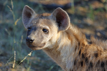 Tüpfelhyäne / Spotted Hyaena / Crocuta crocuta.