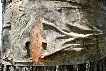 The tree is tied with the yellow dress of the monks, as a tree conservation ceremony.