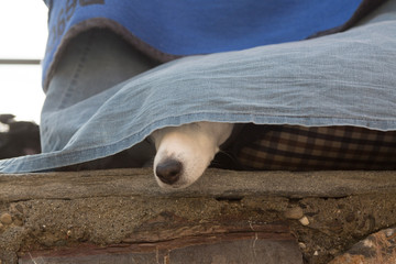 Dog keeping cool in Summer nose sticking out from shade cloth