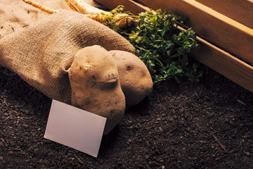 Parsley and potato organic farming with business card mock up