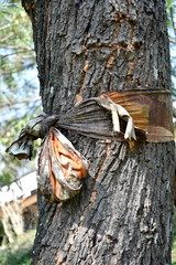 The tree is tied with the yellow dress of the monks, as a tree conservation ceremony.