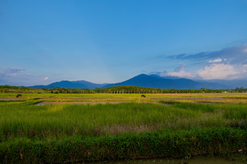 Green fields outside the city