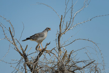 Pale Chanting-goshawk - Melierax canorus, beautiful gray bird of prey from African savannas and bushes, Etosha National Park, Namibia.