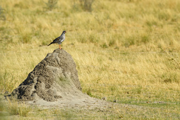 Pale Chanting-goshawk - Melierax canorus, beautiful gray bird of prey from African savannas and bushes, Etosha National Park, Namibia.