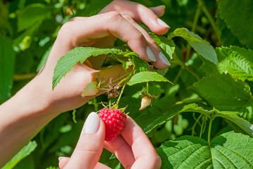Female fingers pluck ripe red raspberry berry from a Bush with green leaves, summer landscape © golubka57