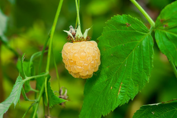 Ripe yellow raspberries on a branch with green leaves, illuminated by the sun,  summer landscape