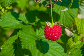 Ripe red raspberries on a branch with green leaves, illuminated by the sun,  summer landscape