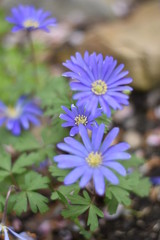 Obraz premium Anemone Blue Shades (Anemone blanda) Balkan-Windröschen