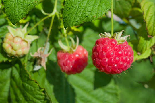 Ripe red raspberries on a branch with green leaves, illuminated by the sun,  summer landscape