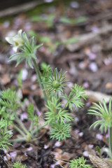 Gewöhnliche Kuhschelle (Pulsatilla vulgaris)