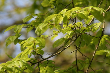nature