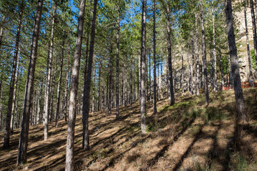 Pine forests around the town of Morella