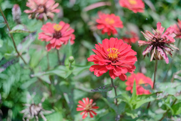 Fototapeta premium Many zinnia flowers