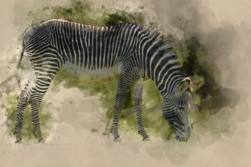 Naklejka na ściany i meble Watercolor painting of Lovely Grevy's Zebra Equus Grevyi grazing in lush green clearing