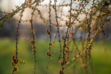 Flowering branches of larch tree at sunset background