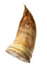 Bamboo shoot on the white background