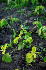 Small soybean plants