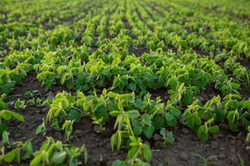 Fototapeta na wymiar Small soybean plants on nature