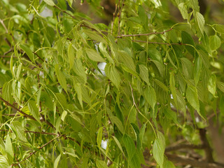 Celtis australis - Micocoulier de Provence ou Micocoulier du Midi aux feuilles ovales et dentées ressemblant à des feuilles d'orties