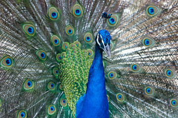 Fototapeta na wymiar Amazing peacock during his exhibition