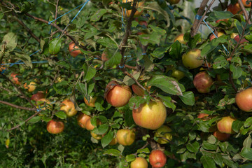 Apple trees in garden