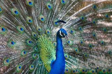 Naklejka na ściany i meble Amazing peacock during his exhibition