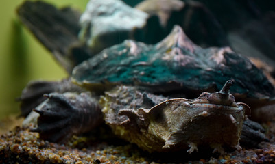 turtle, animal, reptile