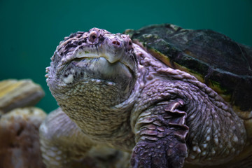 turtle, animal, reptile