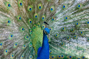 Obraz premium Amazing peacock during his exhibition