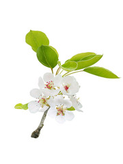 Apple blossom isolated on white