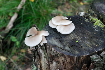 Fototapeta premium Pleurotus pulmonarius, commonly known as the Indian Oyster, Italian Oyster, Phoenix Mushroom, or the Lung Oyster