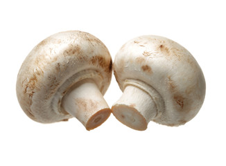 White mushrooms on white background