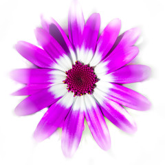 Obraz premium violet'ant target