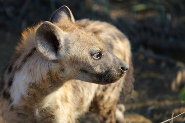 Tüpfelhyäne / Spotted Hyaena / Crocuta crocuta.