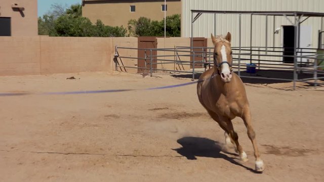 Trainer is warming up Chi, an 18 year old Foundation Quarter horse to the right.  Chi starts at a trot and progresses into a canter.