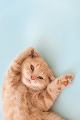Cute little scottish fold kitten with paws up on blue background. Copy space for text. Animals protection concept. © Dina Photo Stories